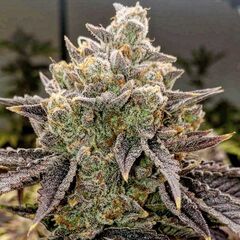 Bubble Gummy Auto, Фасовка: 6